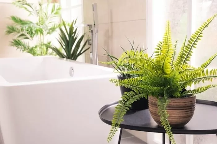 گیاهان در حمام