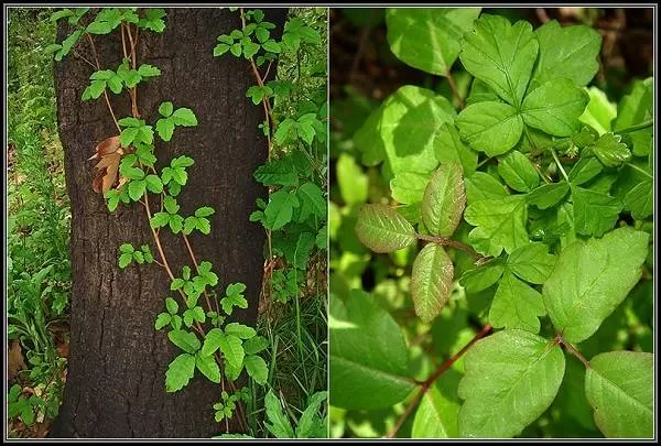 بلوط سمی