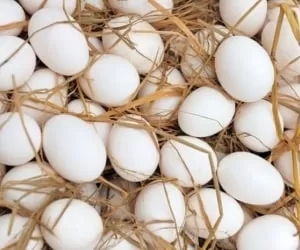 آیا مصرف تخم مرغ کلسترول خون را افزایش می دهد؟