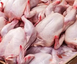 انجماد مرغ و فروش مرغ سبز ممنوع شد