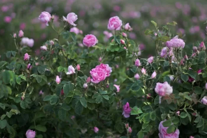 گل محمدی