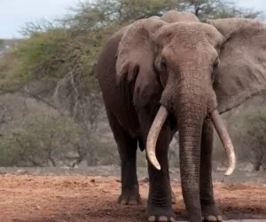 حقایق جذاب درباره اعضای بدن فیل ها
