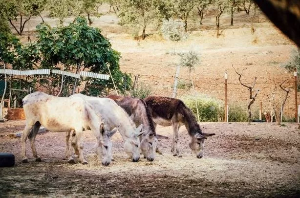 غذای الاغ 