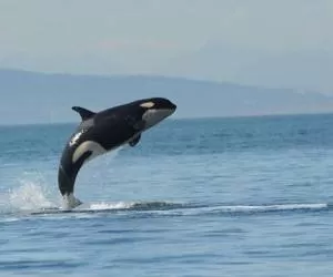پرش گروهی نهنگ های غول پیکر به بیرون از آب 