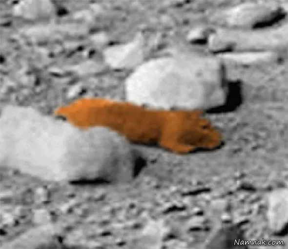 سنجاب روی مریخ