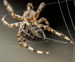 رازهای شگفت انگیز تار عنکبوت + کاربردهای باورنکردنی