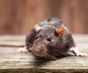 علائم و نشانه های اصلی وجود موش در خانه + راه حل