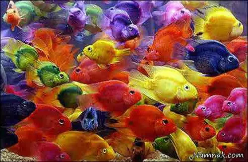 ماهی های رنگارنگ