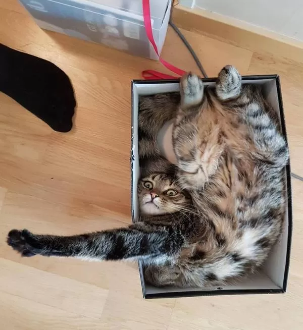 گربه در جعبه کادو