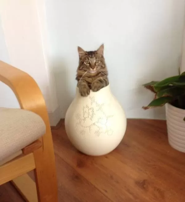 گربه در گلدان