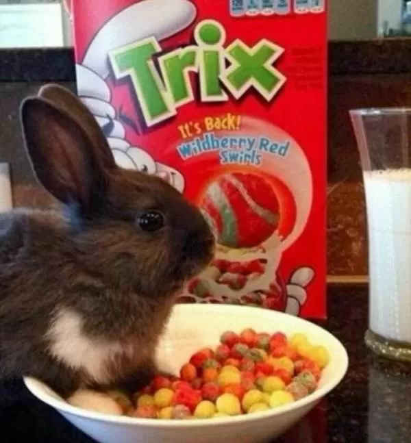 عکس جالب خرگوش