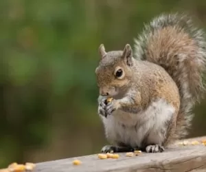 روش نگهداری سنجاب در خانه با نکاتی که نمیدانید