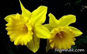 هیمنوکالیس گلدانی زیبا برای علاقه مندان به گل نرگس