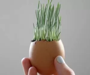 آموزش سبز کردن سبزه داخل پوست تخم مرغ