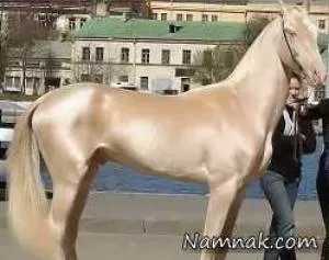 گرانترین اسب دنیا با قیمت 2.5 میلیون دلار + عکس