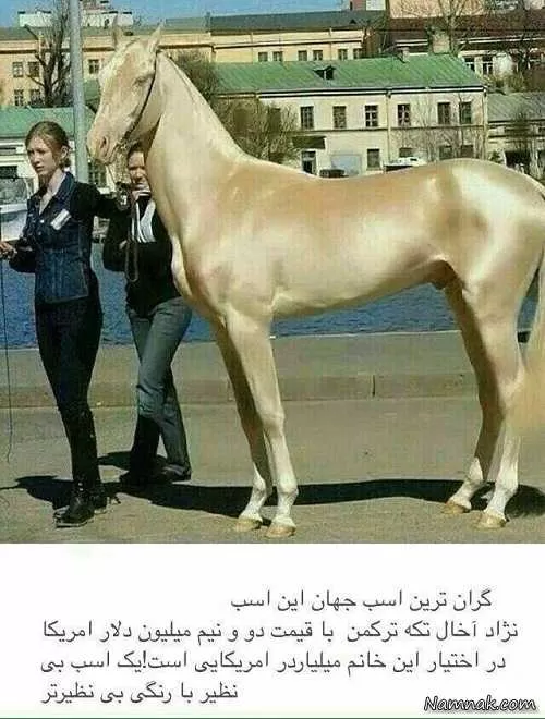 گرانترین اسب دنیا
