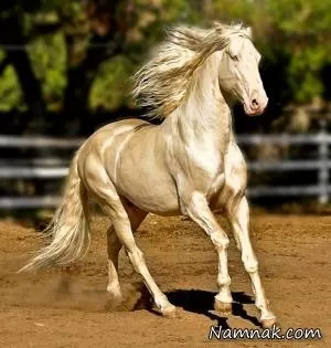 اسب آخال تکه زیباترین نژاد اسب در دنیا + تصاویر
