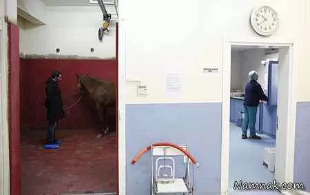 بیمارستان اسب ها
