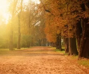 علت جالب تغییر رنگ و ریزش برگهای درختان در پاییز
