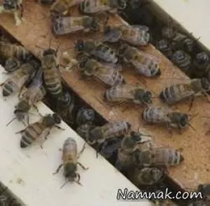 حمله زنبورهای وحشی مراسم تشییع جنازه را بهم زد !