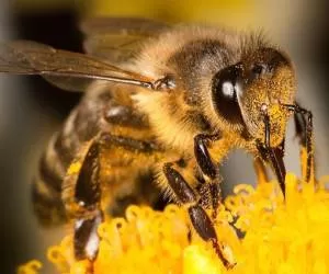 تأثیر «نیش زنبور» بر درمان بیماری کرونا حقیقت دارد؟