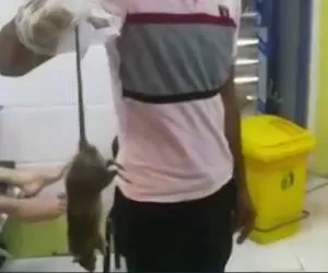 وجود موش در بیمارستان فقیهی شیراز تایید شد