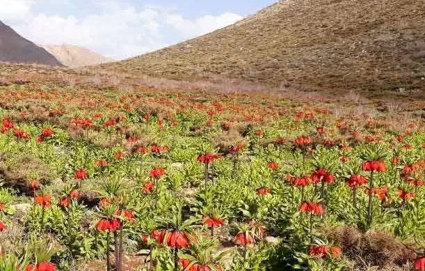 روستای دره بید اصفهان 