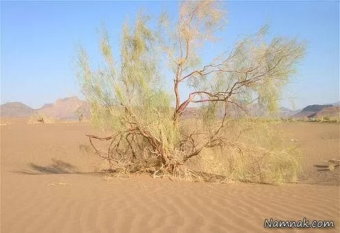 خور و بیابانک