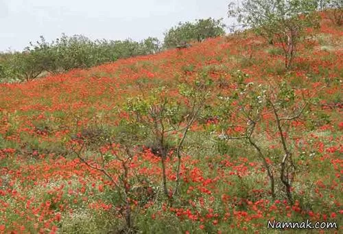  تربت جام