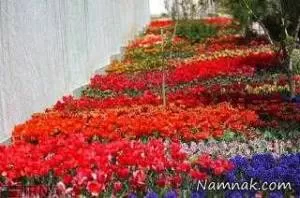 کاشت 30 هزار گل لاله به یاد مادر در تهران + تصاویر