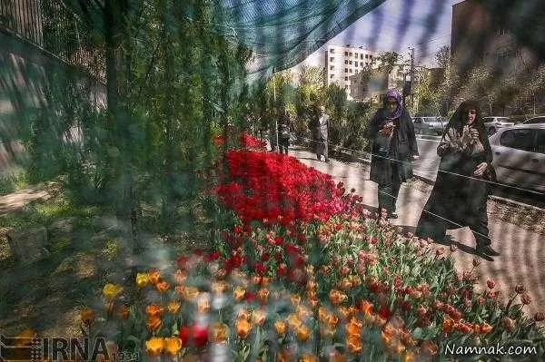 کاشت 30 هزار شاخه گل لاله به یاد مادر در تهران