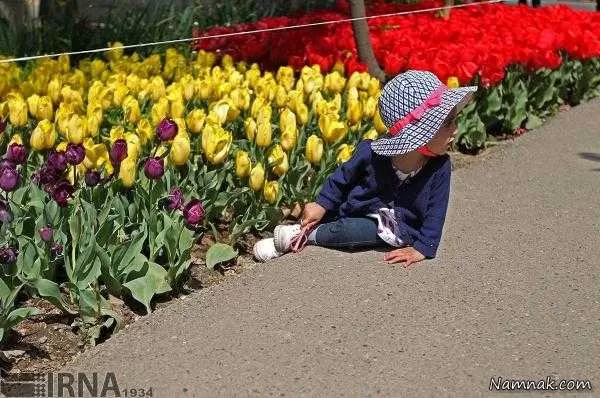 گل های لاله کاشته شده در تهران