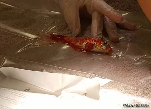 جراحی ماهی قرمز