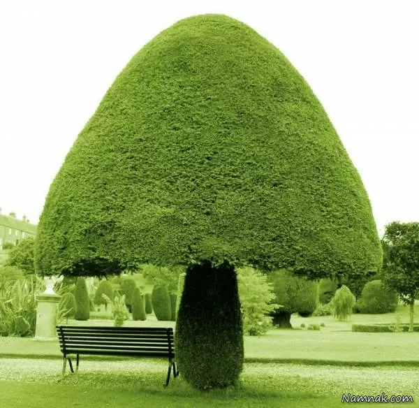 درخت قارچی