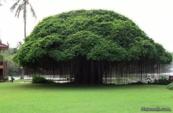 درخت فیکوس فیلیپینی