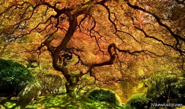 درخت افرا ژاپنی