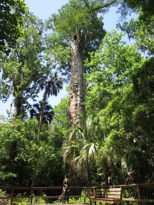 پیرترین درخت های جهان