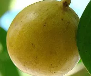 مانچینیل معروف به درخت مرگ با میوه ای سمی و کشنده