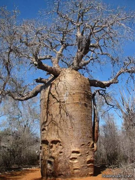 عجیب ترین درختان دنیا