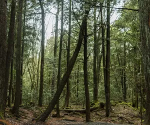 جنگل ترسناک خودکشی در ژاپن + عکس
