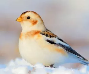 پرنده های زیبا و خارق العاده ی قطب شمال