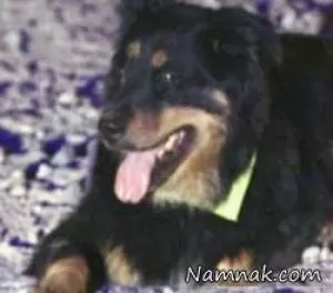 سگ نابینا مرد را از زیر سنگ 400 کیلویی نجات داد + عکس