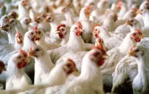 نرخ هر کیلو مرغ به 18 هزار تومان رسید