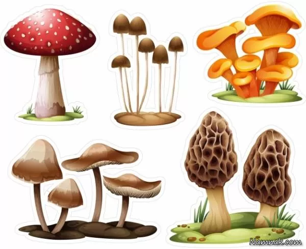 Mushrooms