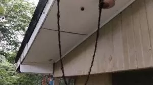 پل سازی خارق العاده جالب مورچه ها از سقف + فیلم