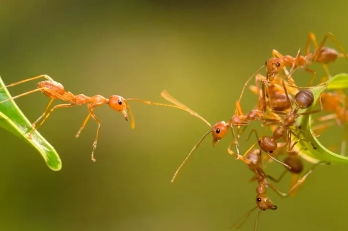 شنای مورچه