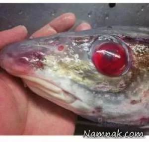 ماهیگیر روس ماهی زامبی واقعی صید کرد