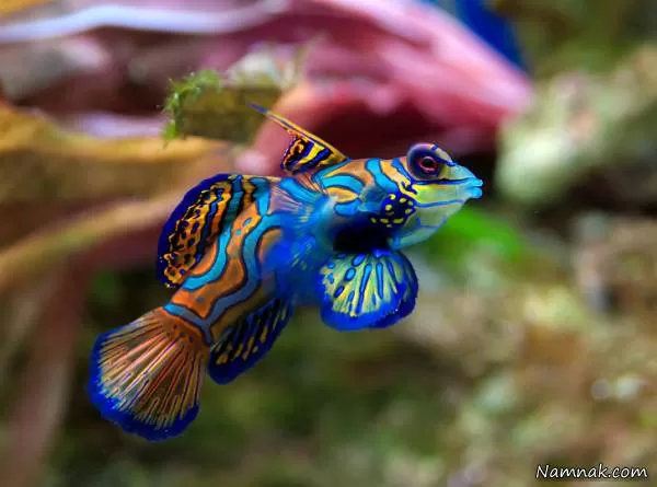 ماهی زیبا