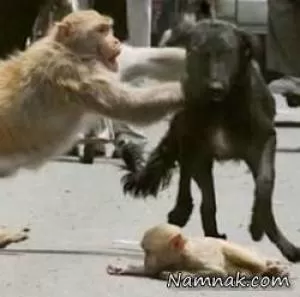 جنگ میمون مادر با سگ وحشی برای نجات فرزندش + تصاویر