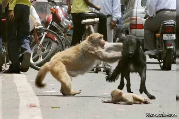 جنگ میمون با سگ